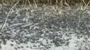 Самые массовые нашествия насекомых в истории