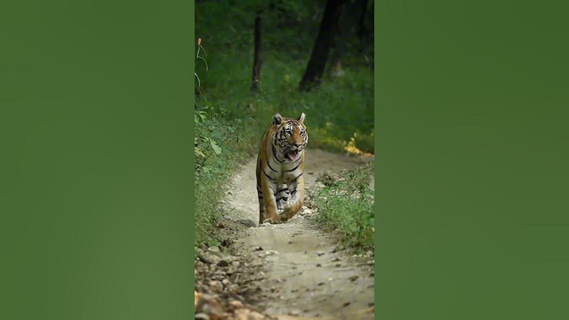 Вот ПОЧЕМУ КОШКИ Ходят Именно ТАК! #shorts