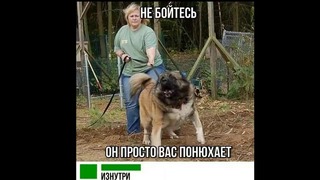 Лютые приколы. Сосиски из СМЕШАРИКОВ. НЮШААА!! НЕЕЕТ! 111)