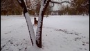 Снежные странствия овчарки Бони