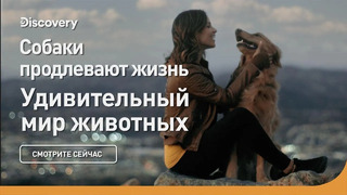 Собаки продлевают жизнь | Удивительный мир животных | Discovery