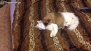 Смешной щенок и терпеливый кот