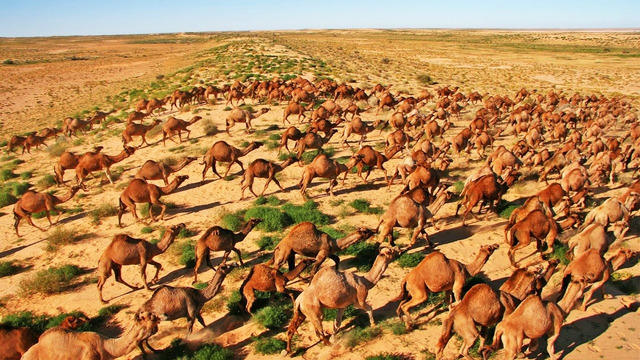 Как в Австралии появился миллион верблюдов и почему они стали проблемой