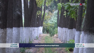 785 деревьев мешают строительству ветки метро «Сергели-Куйлюк»