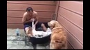 Спа-процедуры для собаки