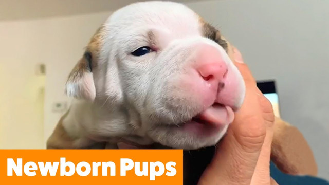Adorable Newborn Puppies | Funny Pet Videos
