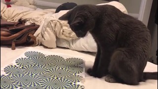 Реакция кота на зрительную иллюзию