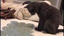 Реакция кота на зрительную иллюзию