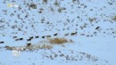 Nat Geo Wild: Волчья династия Йеллоустоуна (2 из 2). Стая