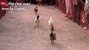 Забеги куриц