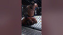 When Paul Craig RUINED Shogun Rua!! #shorts