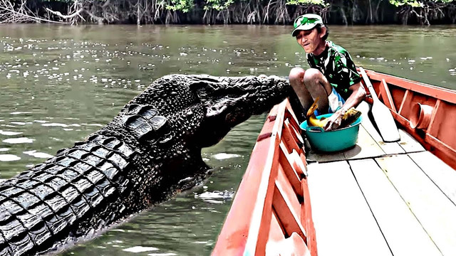 Попробуй НЕ ЗАПЛАКАТЬ! Топ 30 Моментов Встречи Животных с Хозяевами После Долгой Разлуки №10