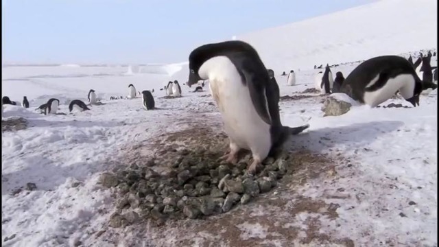 Очень хитрый пингвин