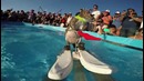 Эпичная белка на водных лыжах