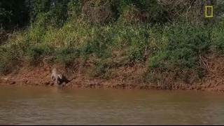 Jaguar attacks crocodile (exclusive video)