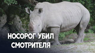 В Австрии носорог убил сотрудницу зоопарка