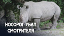 В Австрии носорог убил сотрудницу зоопарка