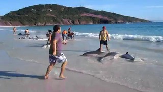 Спасение дельфинов, выброшенных на берег