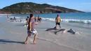 Спасение дельфинов, выброшенных на берег