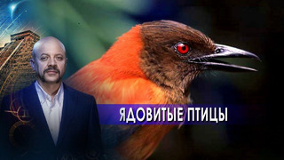 Ядовитые птицы – Загадки человечества с Олегом Шишкиным (24.05.2021)