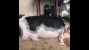 Когда пытаешься разбудить подругу