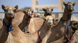 Верблюды посоперничали в красоте на конкурсе в Катаре
