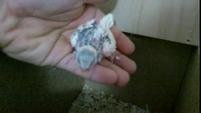 Птенчики 2-пары растут по часам 1-часть