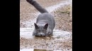 Кошка решила искупаться в луже