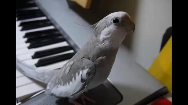 Талантливый попугайчик