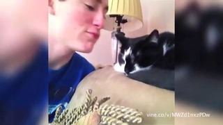 Кошки и собаки, ненавидящие поцелуи