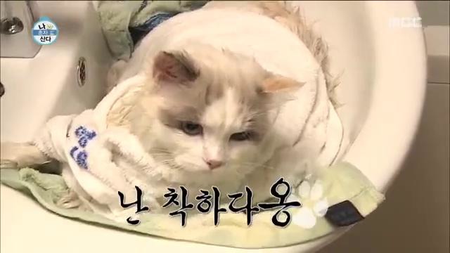 20151016 I Live Alone – Kang Min Hyuk(CNBLUE) go to Cat bath