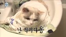20151016 I Live Alone – Kang Min Hyuk(CNBLUE) go to Cat bath
