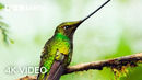 4 Hours Of Remarkable Wildlife Narrated By David Attenborough | 4K UHD | BBC Earth
