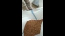 Sirdarya beans export llc