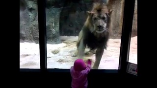 Lion Attack Caught On Tape