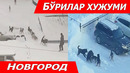 ДИККАТ! РОССИЯДА БУРИЛАР ОДАМЛАРНИ ЕЙИШНИ БОШЛАДИ