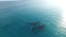 Paddle Boarding with Whales, Esperance Australia