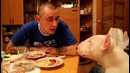 Говорящий бультерьер