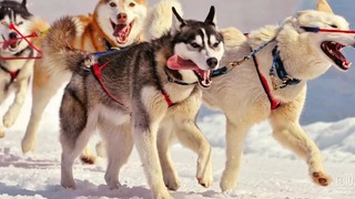 Почему в Антарктиде запрещены собаки