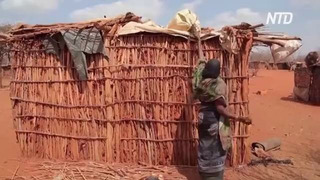 Из-за сильнейшей засухи в Эфиопии умирает скот