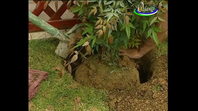 DomashniySad 02 10 15