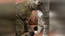 Funny animals – Funny cats / dogs – Funny animal videos 248