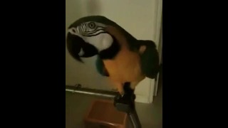 Попугай говорит WTF