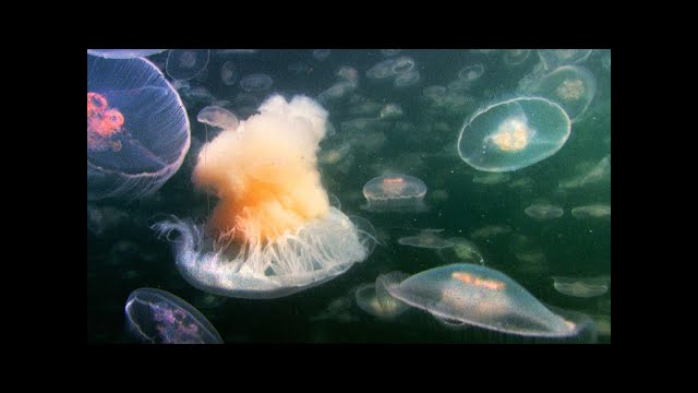 Fried Egg Jellyfish Hunts in a Swarm of Aurelia | Life | BBC Earth