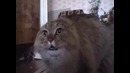 Кот говорит No No No