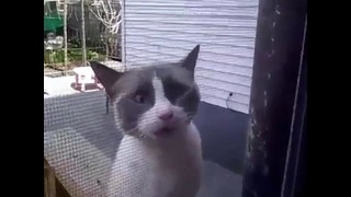 Разговорчивый котик