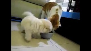 Кот достает щенка