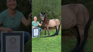 Longest tail on a mini horse – 181.02 cm (5 ft 11.26 in) on Sweetie