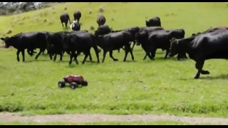Коровы и маленькая машинка