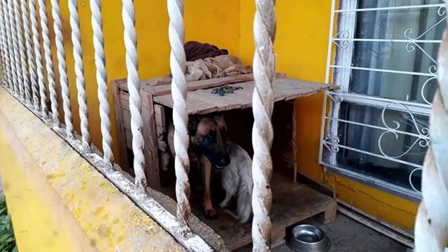 Никто не знал зачем эта собака лазит через забор
